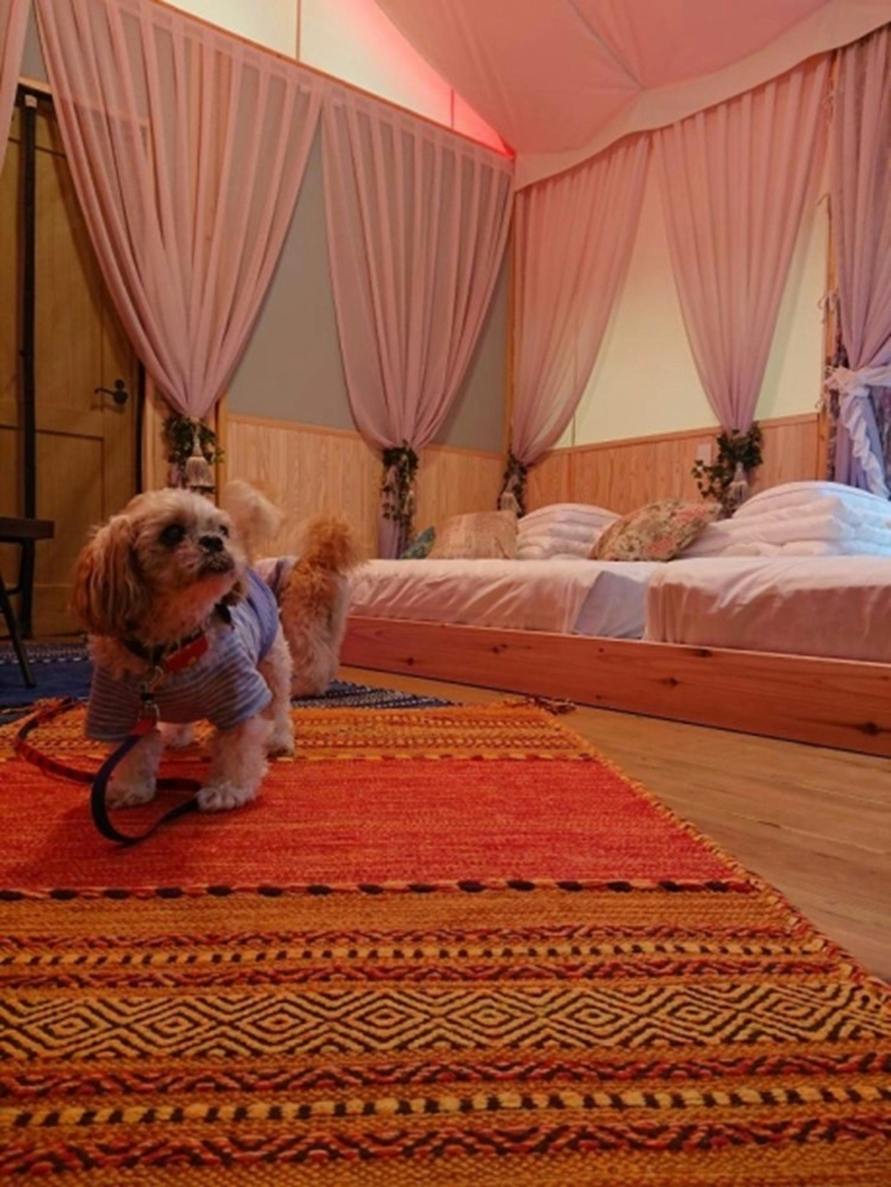 【愛犬と楽しむ♪】1棟限定ペットと宿泊専用グランピングテント≪平日プラン≫